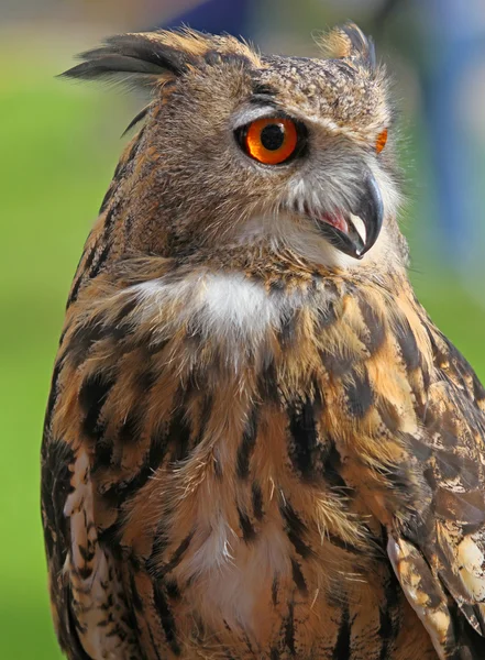 Grand OWL avec les yeux orange et le plumage épais — Photo