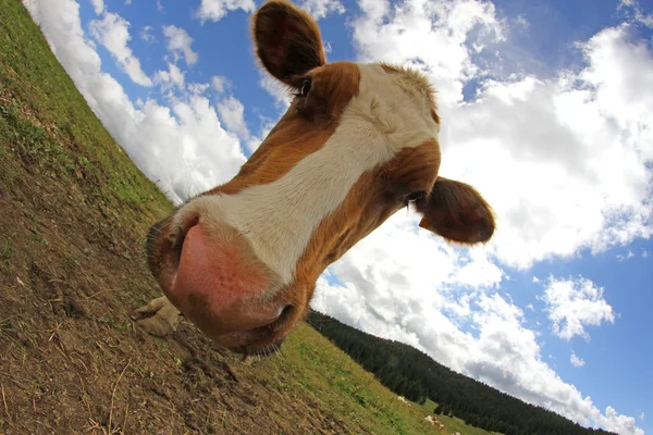 Vaca fotografiada con lente de ojo de pez y cielo azul con muchas nubes — Foto de Stock