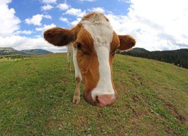 Great cow grazing shot with fisheye lens clipart