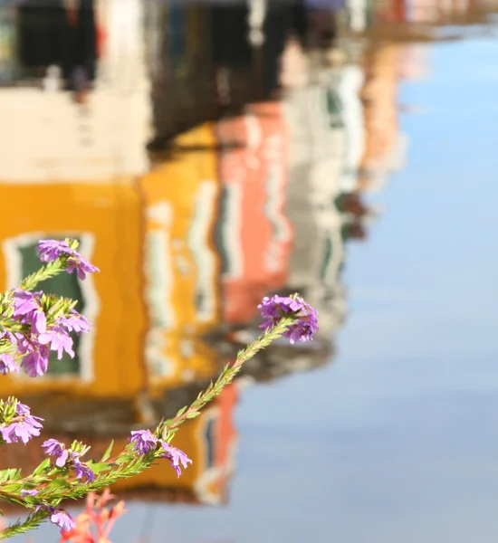 reflection of colored houses of Burano island and flowers