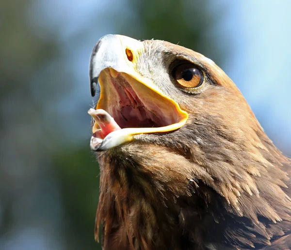 Big Eagle with open beak and eyes wide-open — Stock Photo, Image