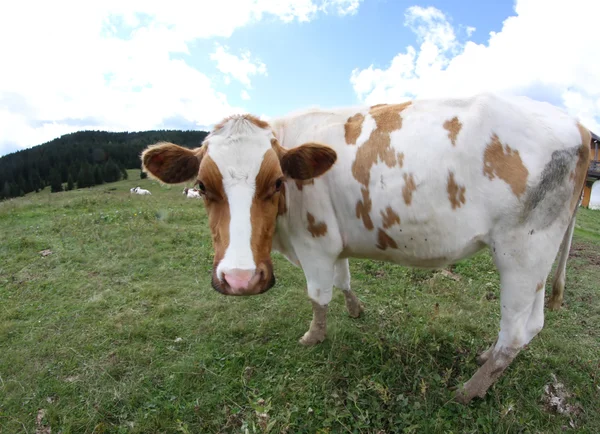 Kráva pasoucí se v horách a oblohu s mraky — Stock fotografie