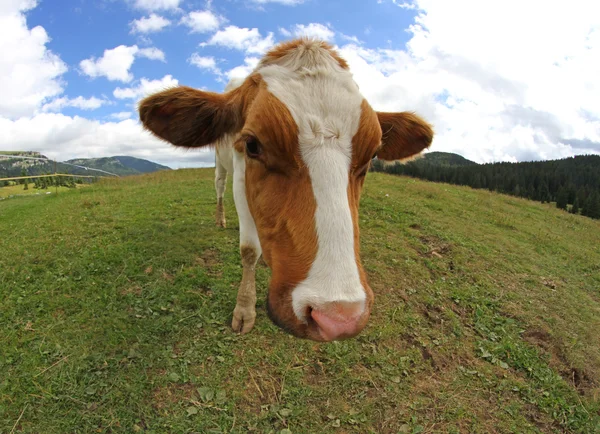 Grote koe begrazing geschoten met een fisheye-lens — Stockfoto