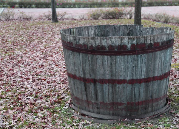 Wooden tub to pick the grapes during the harvest and wine making — Stock Photo, Image