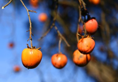 Olgun Diospyros Kaki ağacın dalında asılı.