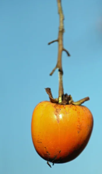 Ripe orange Diospyros kaki hanging on the branch of the tree in — Stock Photo, Image