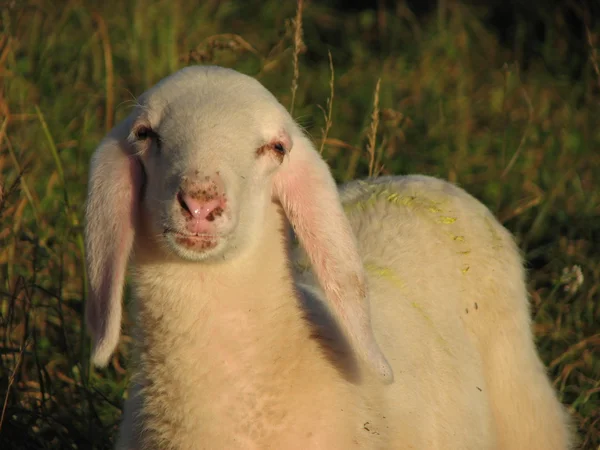 Young white lamb in the mountain — Stock Photo, Image