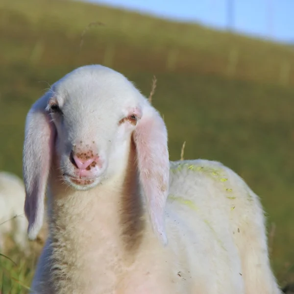 Vita lamm i en flock i berget — Stockfoto