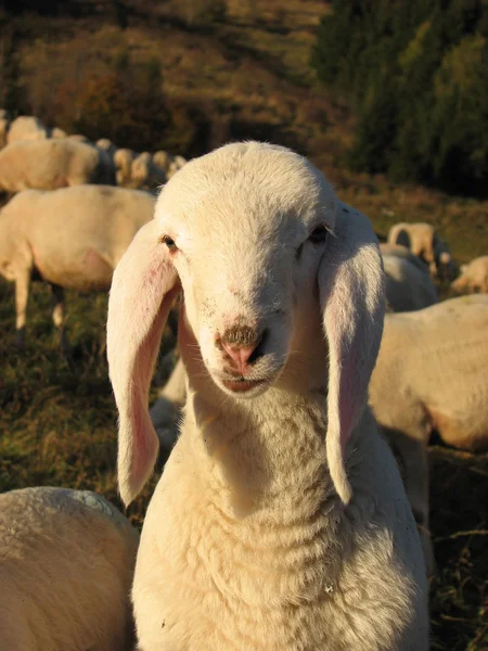 Vita lamm i en flock i berget — Stockfoto