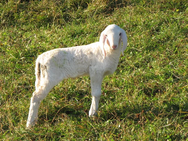 Unga vita lamm i en flock i berget — Stockfoto