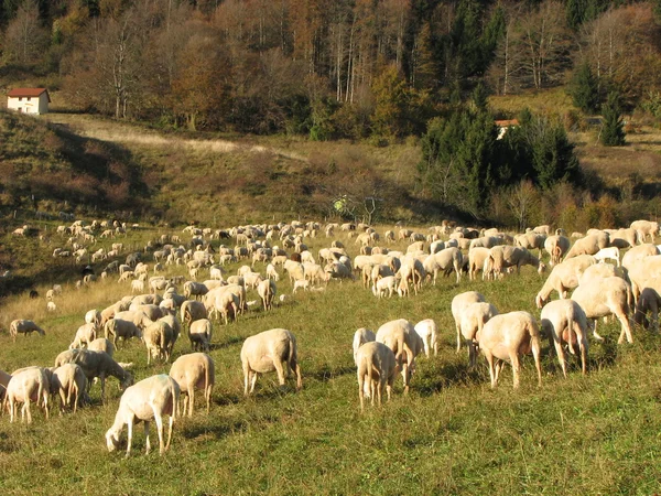 Inmenso rebaño de corderos y cabras pastando —  Fotos de Stock