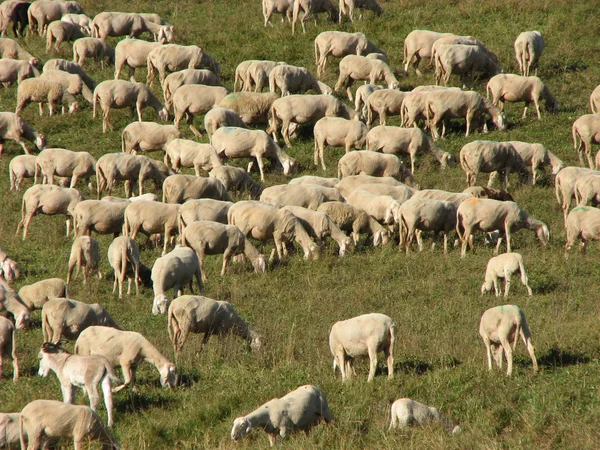 Agnelli e capre al pascolo in montagna in autunno — Foto Stock