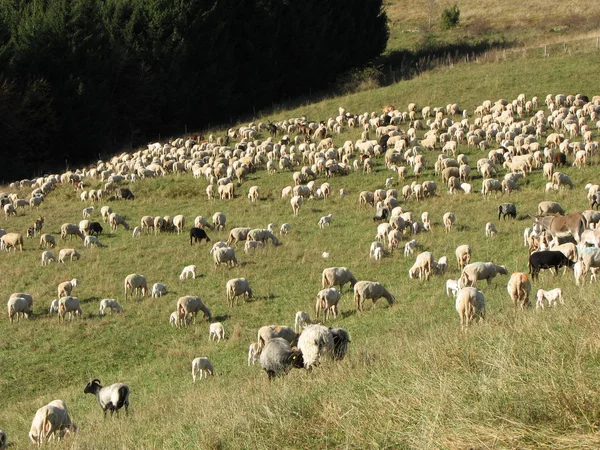 Flock får lamm och getter som betar i bergen — Stockfoto