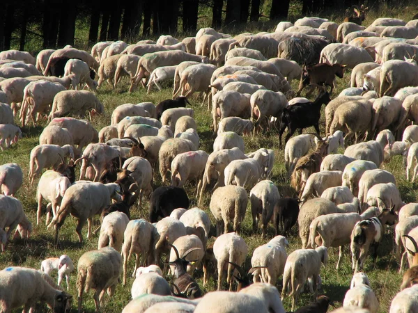 Imenso rebanho de ovelhas cordeiros e cabras pastando — Fotografia de Stock