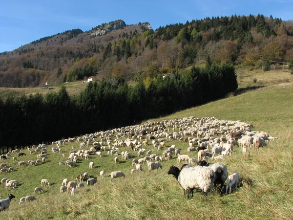 Enorma flock får lamm och getter som betar — Stockfoto
