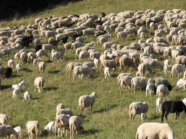 Immenso gregge di agnelli e capre al pascolo in montagna — Foto Stock