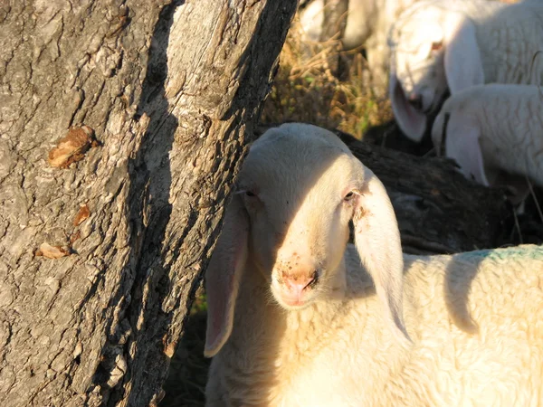 山の群れの中の白い羊 — ストック写真