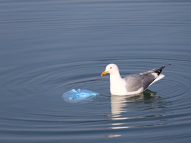 Denize yakın bir torba çöp üzerinde büyük martı