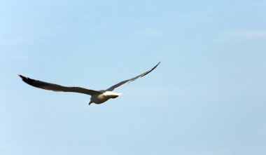 Gökyüzünde bir martı uçuş evrimi