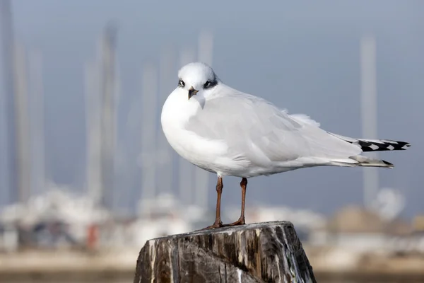 Möwe über den Pol, um Schiffe auf dem Meer festzumachen — Stockfoto