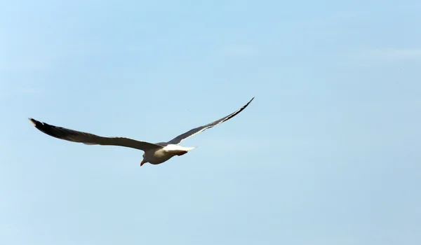 Evolución del vuelo de una gaviota en el cielo — Foto de Stock