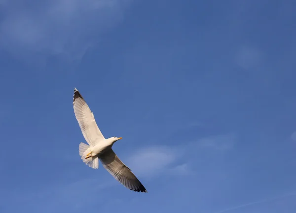 Evoluzione del volo di un gabbiano nel cielo — Foto Stock