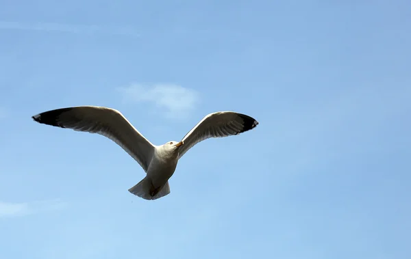 Entwicklung des Fluges einer Möwe am Himmel — Stockfoto