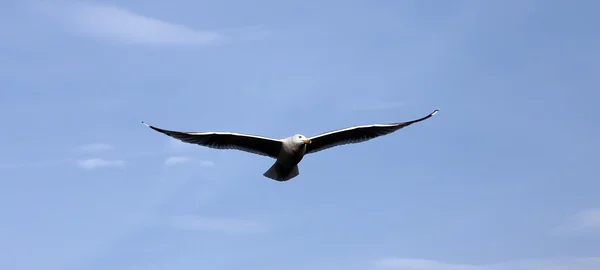 Evolución del vuelo de una gaviota en el cielo — Foto de Stock