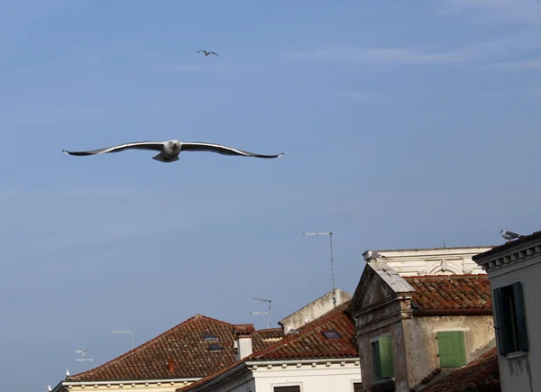 Evolusi penerbangan dari burung camar di langit — Stok Foto