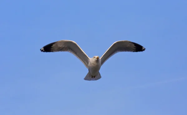 Еволюція політ чайки в небі — стокове фото