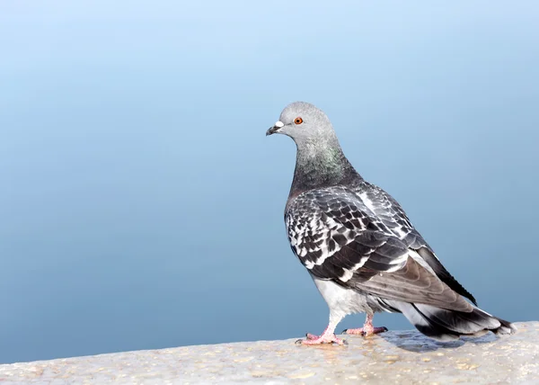 Pigeon gris sur un mur près de la mer — Photo