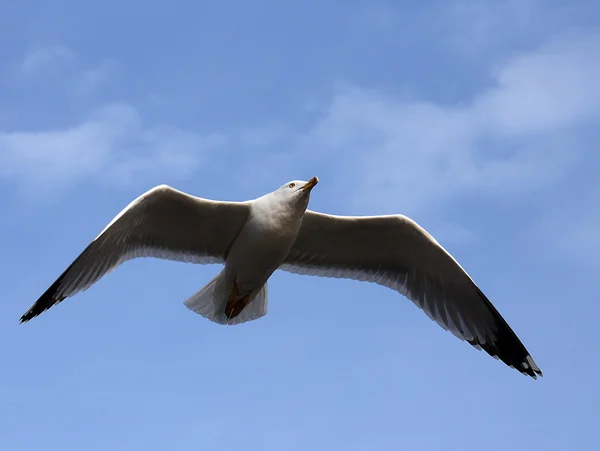 Evolución del vuelo de una gaviota en el cielo — Foto de Stock