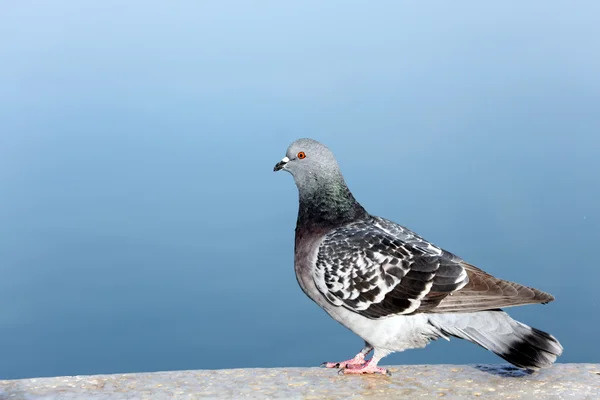 Grey pigeon on a wall near the sea — Stock Photo, Image