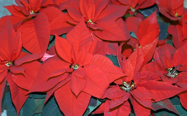 Hojas rojas de poinsettia a la venta de floristería —  Fotos de Stock