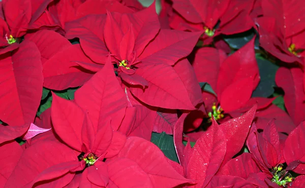 Big red leaves of poinsettia on sale from florist — Stock Photo, Image