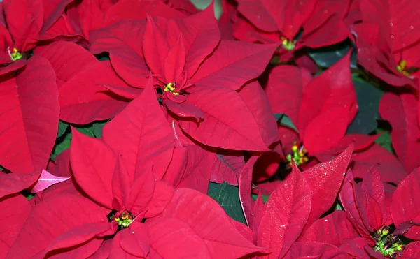 Grandes hojas rojas de poinsettia a la venta de floristería —  Fotos de Stock