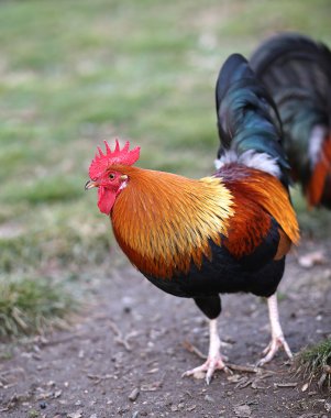 büyük horoz ile tohum gagalamayı kırmızı Crest