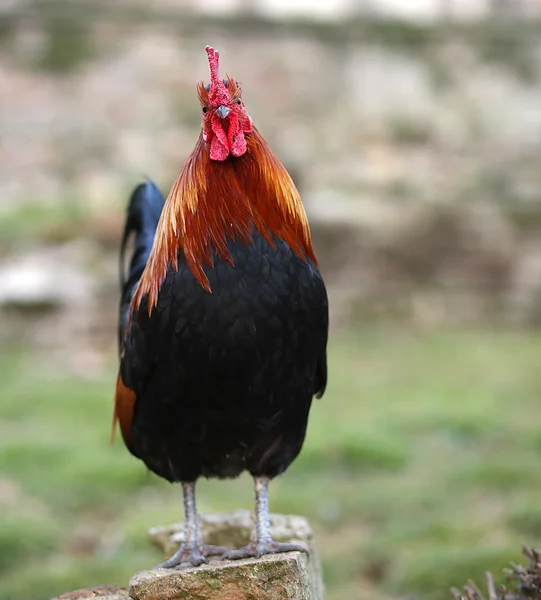 Big cock with the Red crest on top of the stone — Stock Photo, Image