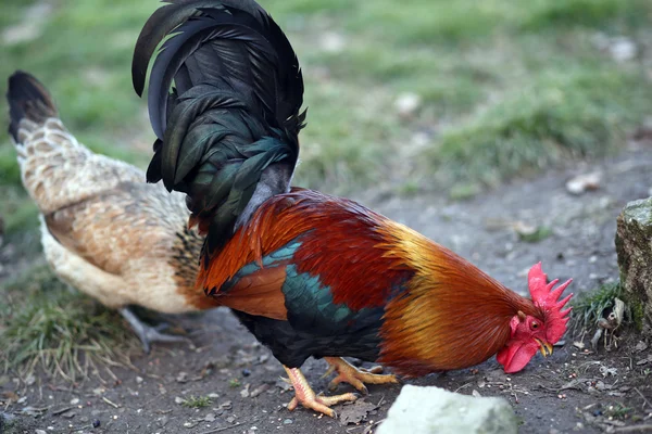 Kuk med röd tofs och hönan — Stockfoto