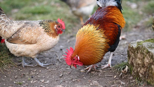 Cock with the Red Crest and the hen on the farm — Stock Photo, Image