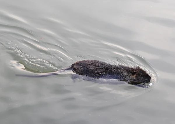 OTTER nada na água da lagoa em busca de comida — Fotografia de Stock