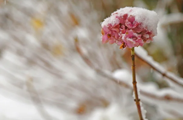 Hortenzie růžová květina bílá sníh zahrnuté v garder — Stock fotografie