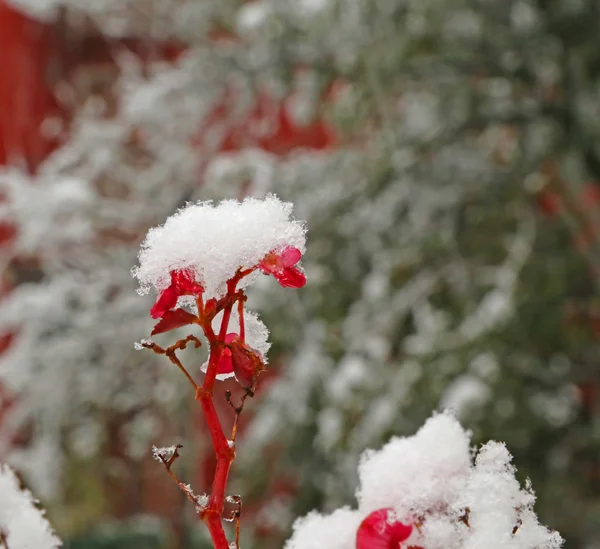 Fleur blanche enneigée dans le froid en hiver — Photo