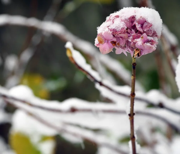 추운 겨울에 정원의 핑크 수 국 꽃 — 스톡 사진