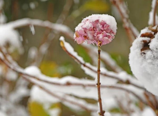 Biały kwiat hortensji pokryte śniegiem w zimie zimno — Zdjęcie stockowe