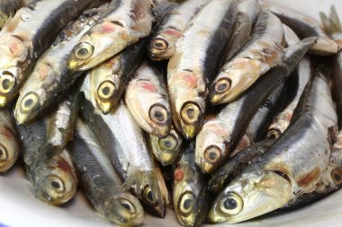 hakiki ham hamsi yemek için hazır