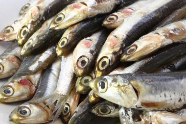 ham hamsi yemek için hazır