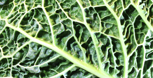 leaf veins of green cabbage with many embossed ripples