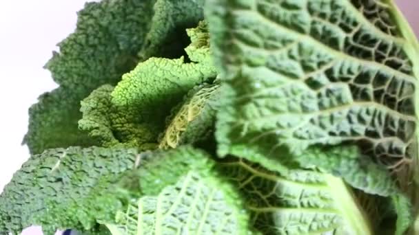 Savoy cabbage just picking from the garden — Stock Video