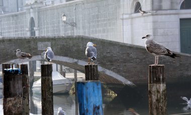 Martılar kanal çapa teknelerle Polonyalılar üzerinde